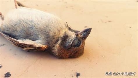 麻雀死掉怎麼辦|麻雀的離開，真正的原因是什麼？